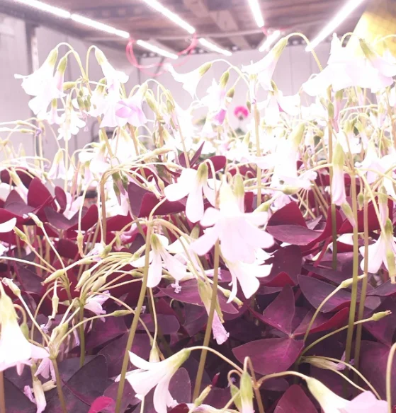 Пищевые цветы Кислицы, 25 цветов